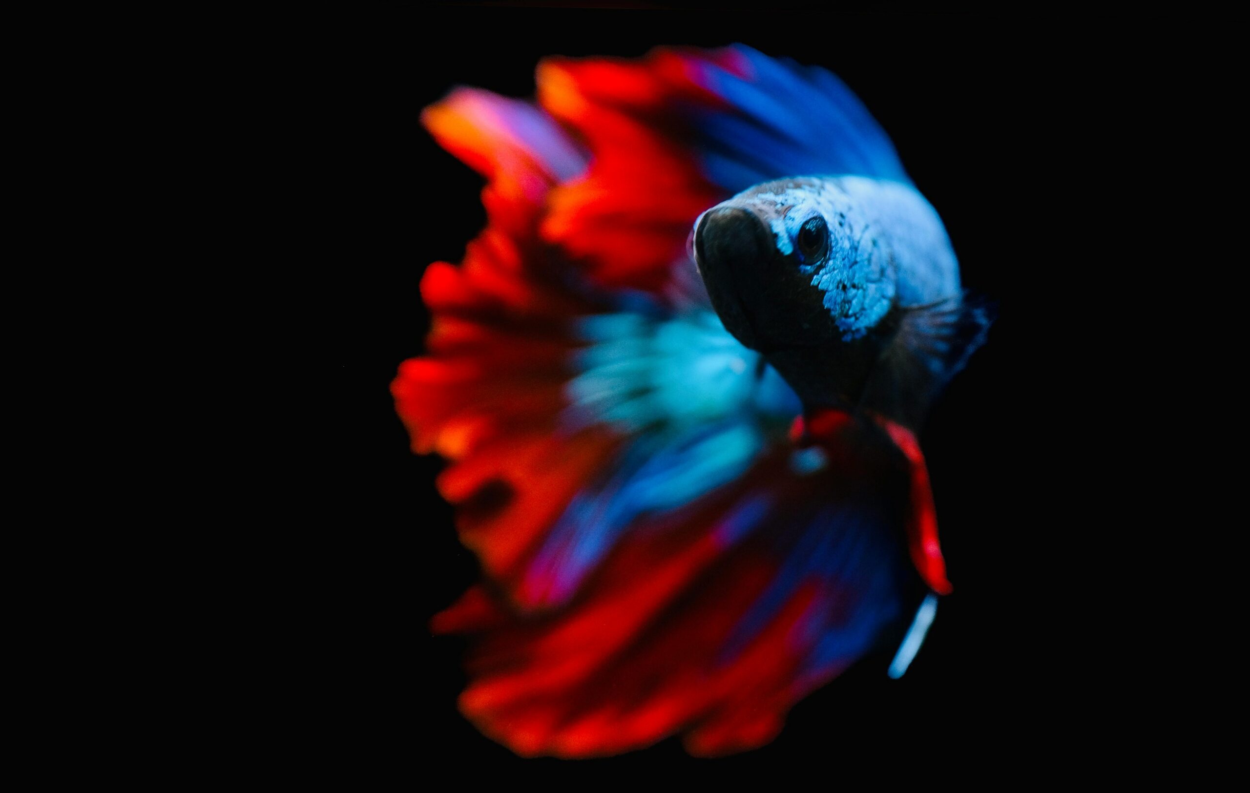 Betta Swim Bladder Problem